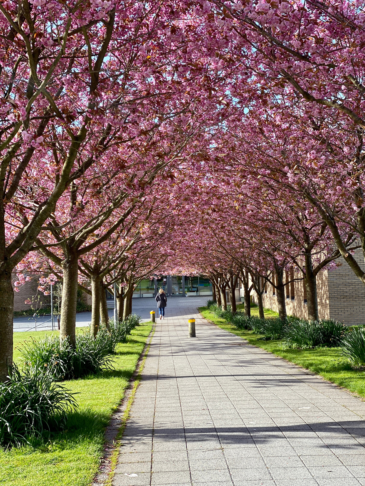 Kirsebærallen i blomstring på campus