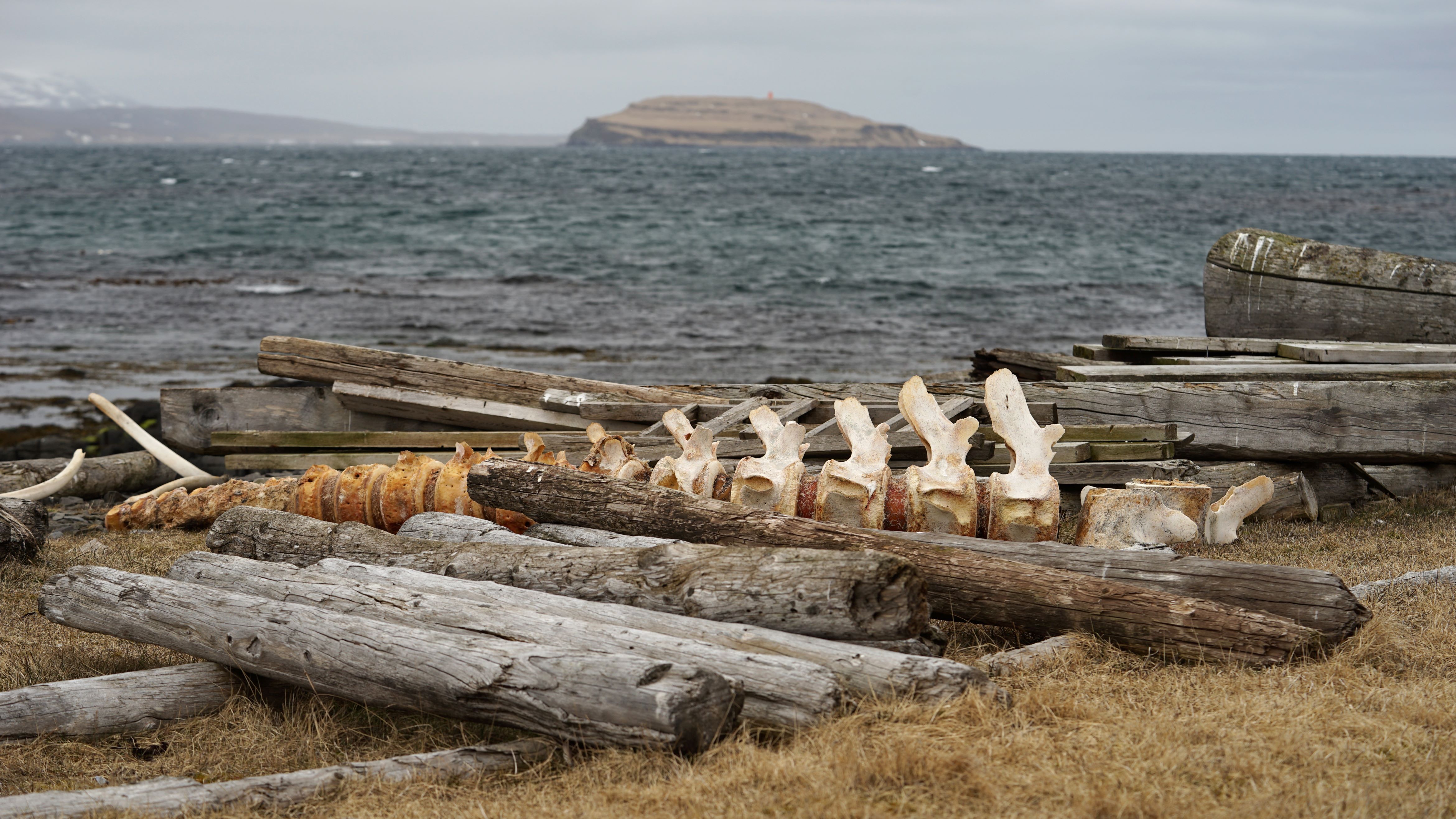 Driftwood and whale vertebrae on a beach in Iceland