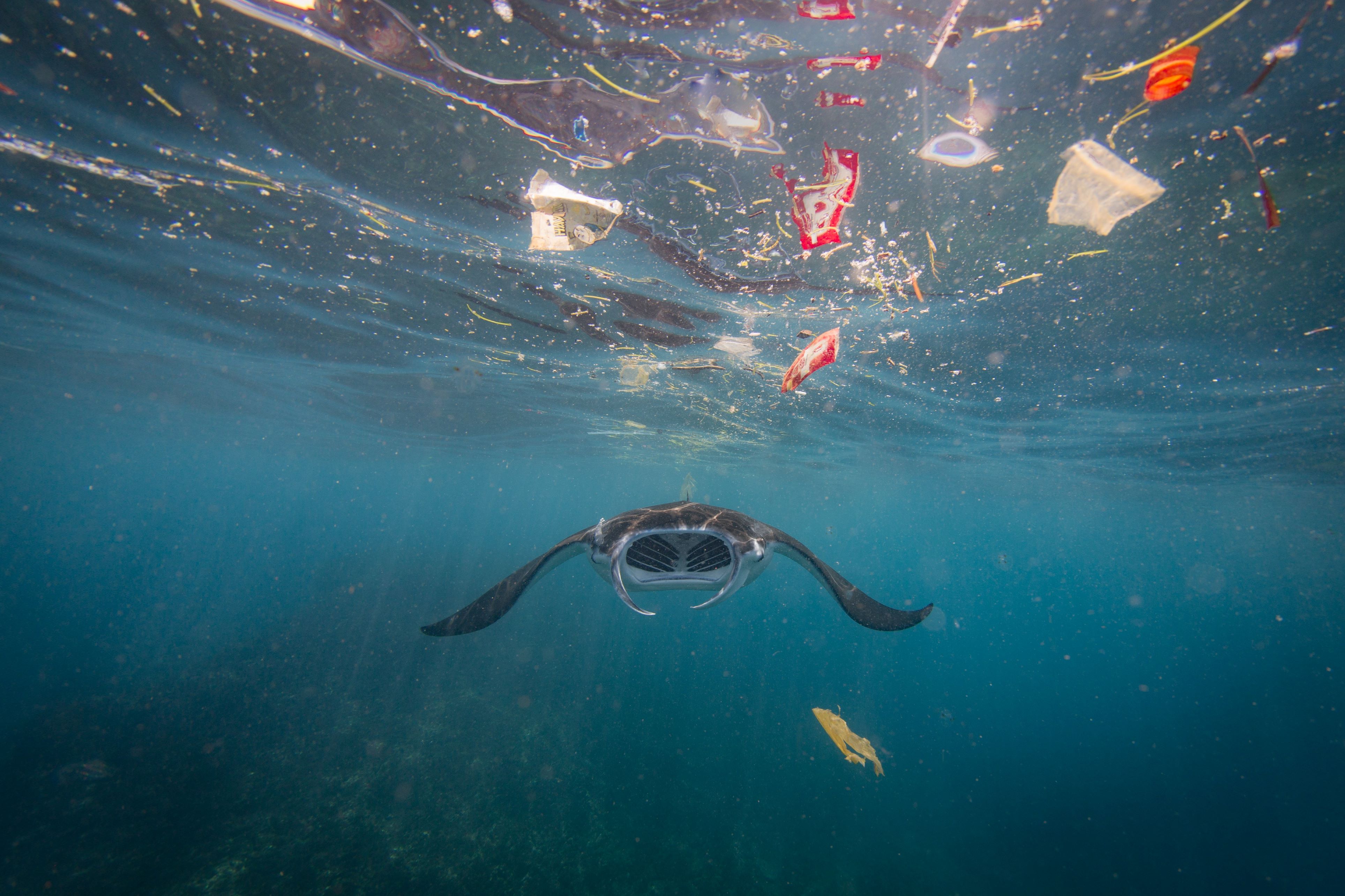 A manta ray swims towards floating marine plastic litter