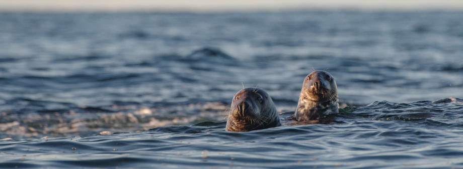 To haverter (sel) stikker hodet opp av havet for å se på fotografen