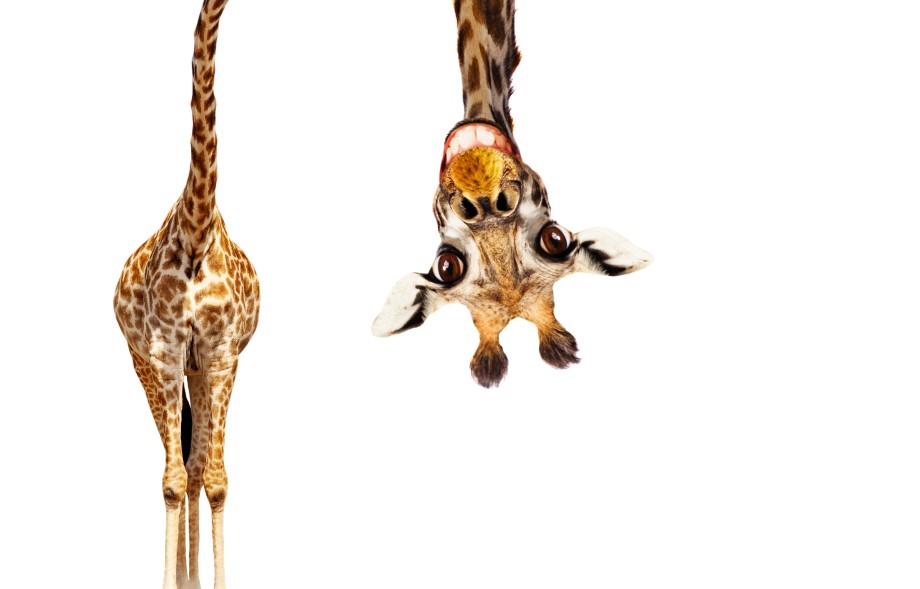 En giraff som titter på deg med hodet opp ned.